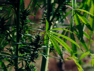 Obraz premium green leaves in the garden