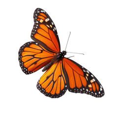 Fototapeta premium Monarch butterfly, orange and black wings, isolated