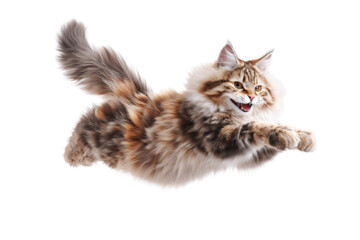 Obraz premium Free photo of cat in motion pose transparent background