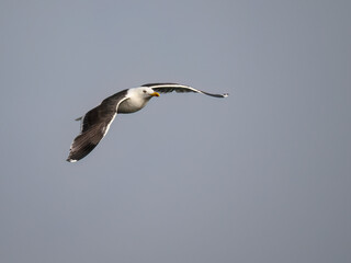 Lesser Black-backed Gull Flying Against Clear Sky