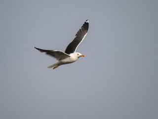 Lesser Black-backed Gull Flying Against Clear Sky