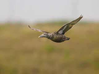 Female Common Eider in Flight Over Grassland