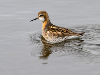 Red-necked Phalarope Wading in Shallow Water  