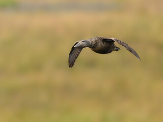Female Common Eider in Flight Over Grassy Wetland