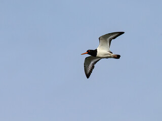 Eurasian Oystercatcher in Flight Against Clear Blue Sky