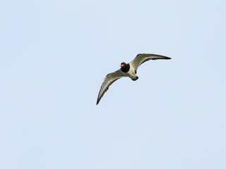 Eurasian Oystercatcher in Flight Against Clear Blue Sky