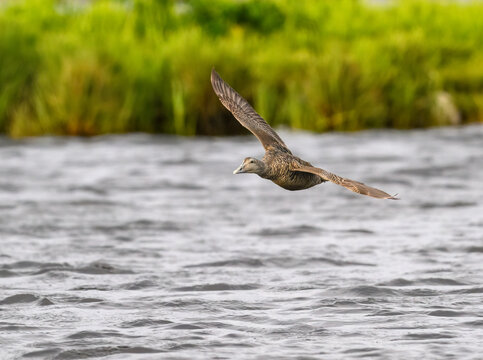 Female Common Eider Gliding Over Calm Water Surface