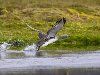 Red-throated Loon Taking Off from Calm Water