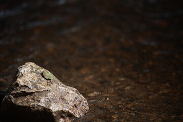 Rock is sitting in a body of water
