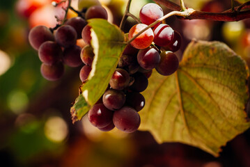 red grapes on vine