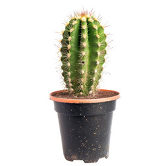 A small, upright cactus in a dark-colored plastic pot.  The cactus is a muted green, with noticeable ribs and numerous small, spiky spines,  some of which appear a pale pinkish-tan.  