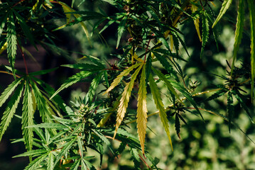 close up of a green plant