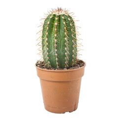 Potted cactus with numerous spines