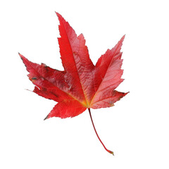 Close-up of a vibrant red autumn maple leaf, slightly angled,  isolated on black