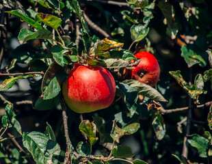 red apples on a branch