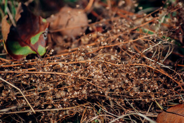 close up of a small tree