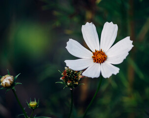 ladybug on daisy
