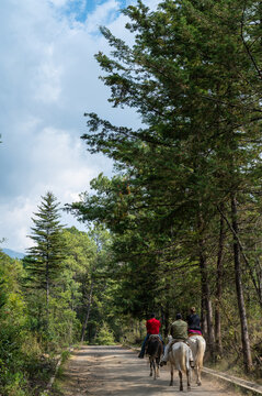 bosque y cabalgata