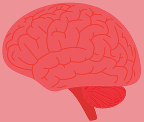 A vector art of the human brain.