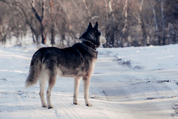 german shepherd dog