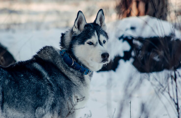 siberian husky dog