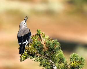 A Clark's Nutcracker feeds on a pine cone.