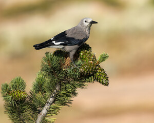 A Clark's Nutcracker feeds on a pine cone.