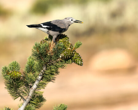 A Clark's Nutcracker feeds on a pine cone.