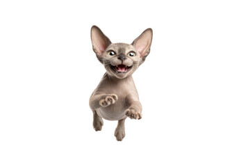 Obraz premium Free photo of cat in motion pose transparent background