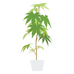 A tall potted plant with green leaves and a white pot