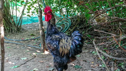 rooster raised in a ranch farm for special event  © Cosme Lara
