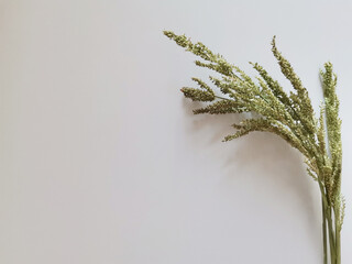 Bunch of green herbs spikelets isolated on white background with a copy space