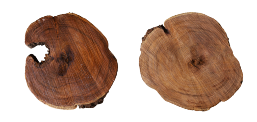 Close-up of 2 pieces of natural wood with rings exposed from inside a tree. on a transparent background png 