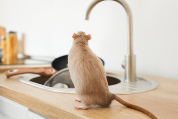 Little rat near sink in kitchen, closeup. Pest control concept