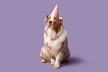 Cute Australian Shepherd dog in party hat on lilac background