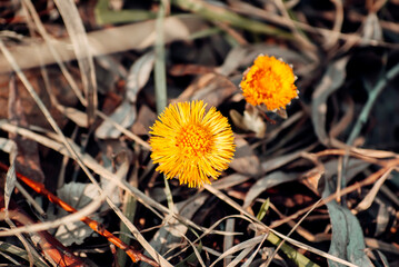 yellow flower on a black background