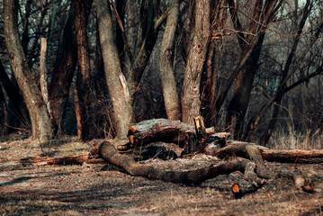 old stump in the forest