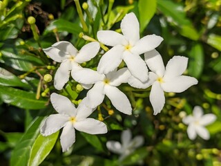 Mondokaki Flower (Tabernaemontana Divaricata) in the morning