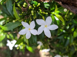 Mondokaki Flower (Tabernaemontana Divaricata) in the morning