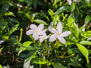 Mondokaki Flower (Tabernaemontana Divaricata) in the morning