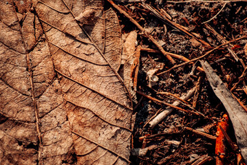 wood texture background