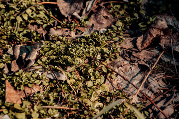 close up of a tree trunk