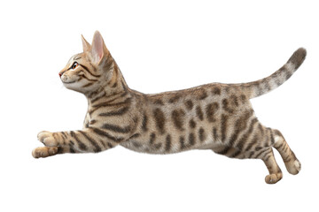 Free photo of cat in motion pose transparent background