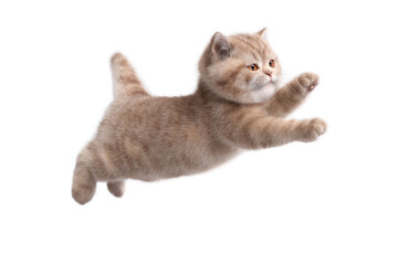 Obraz premium Free photo of cat in motion pose transparent background