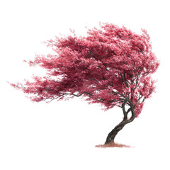 Pink blossom tree in a wind
