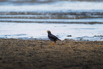 Crested Myna Walking on Mudflat by the Shore