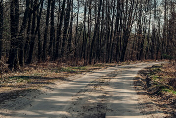 footpath in the woods
