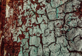 bark of a tree