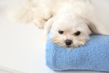 Cute Maltese dog lying on table with towel in groomer salon