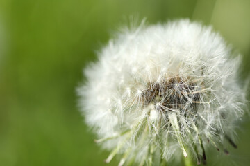 Blooming white dandelion flower in green grass outdoors, closeup